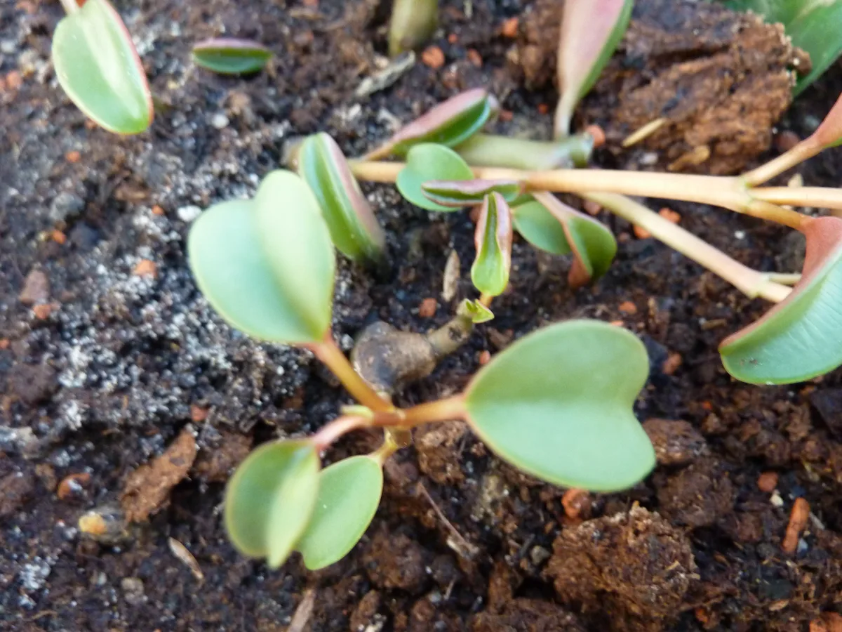 Ruby Glow Peperomia