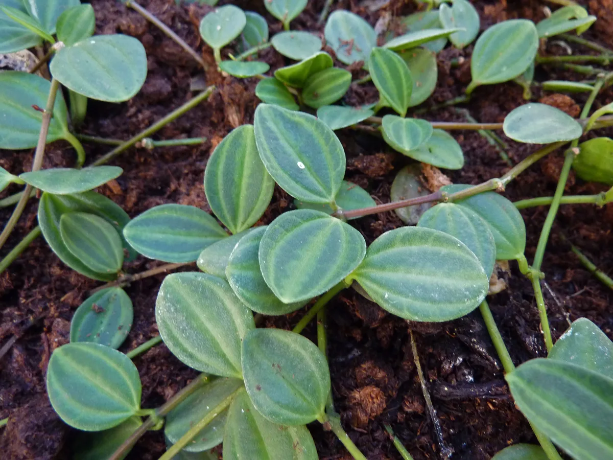 Beetle Peperomia