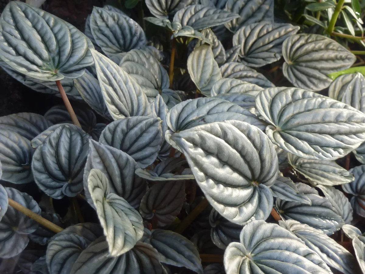 Silver Peperomia