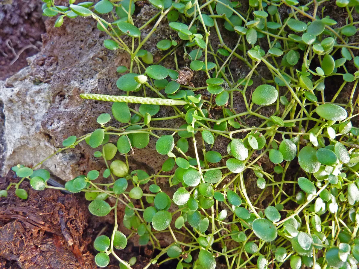 Trailing Jade Peperomia