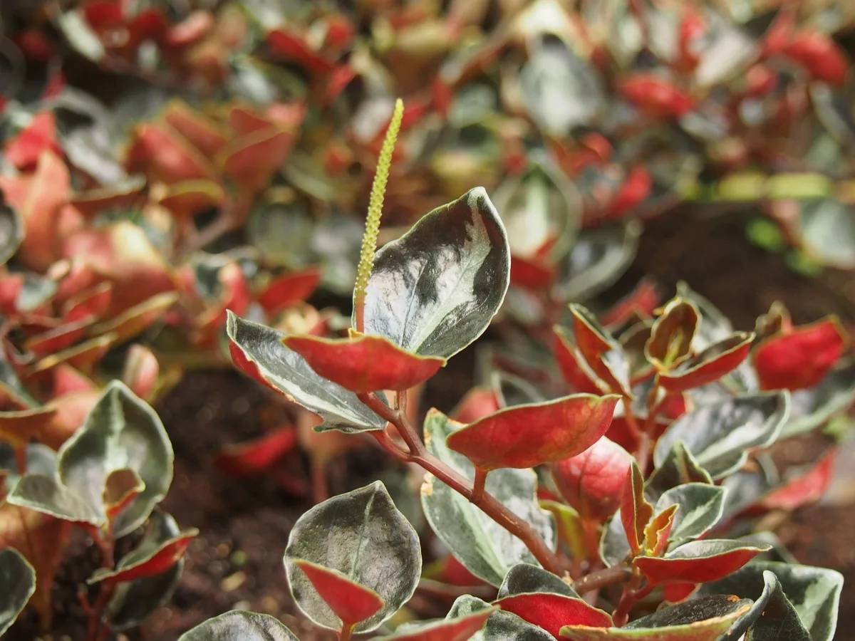 Colombian Peperomia (Peperomia metallica)