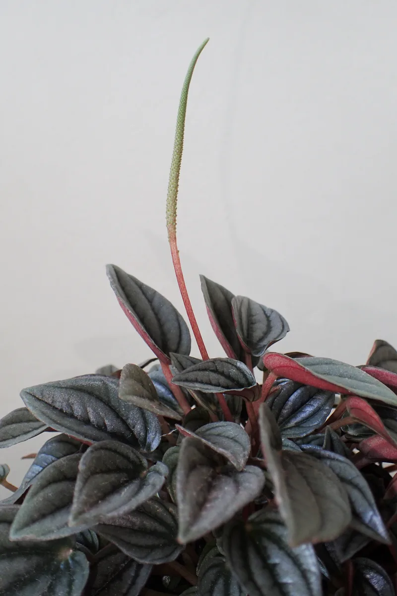 Piccolo Banda Peperomia