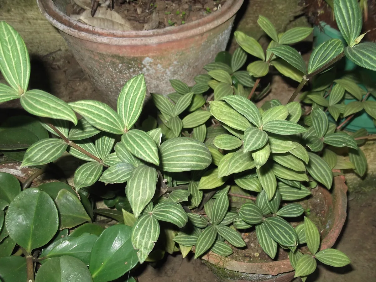 Parallel Peperomia (Peperomia puteolata)