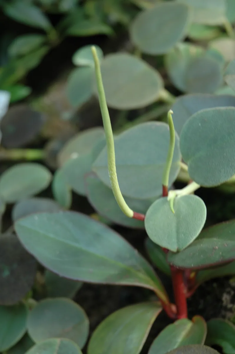Felted Peperomia