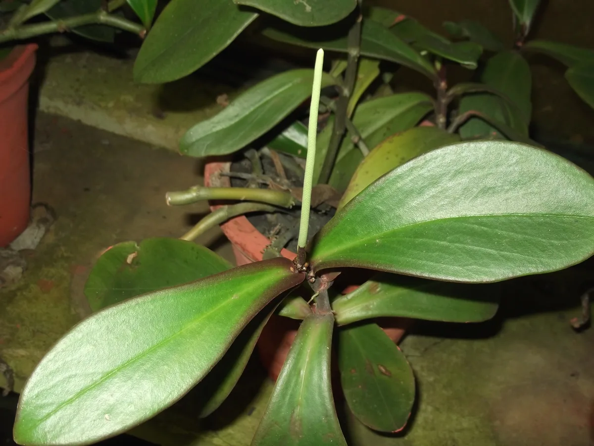 Red Edge Peperomia