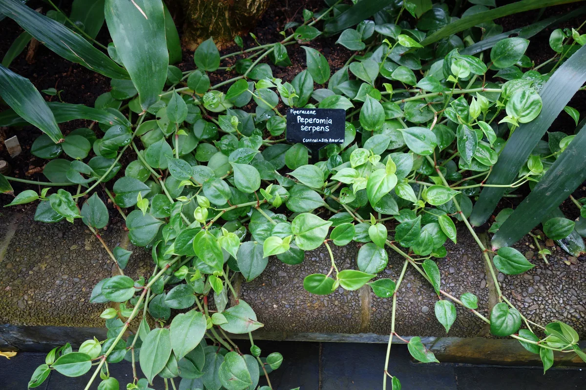 Jayde Peperomia