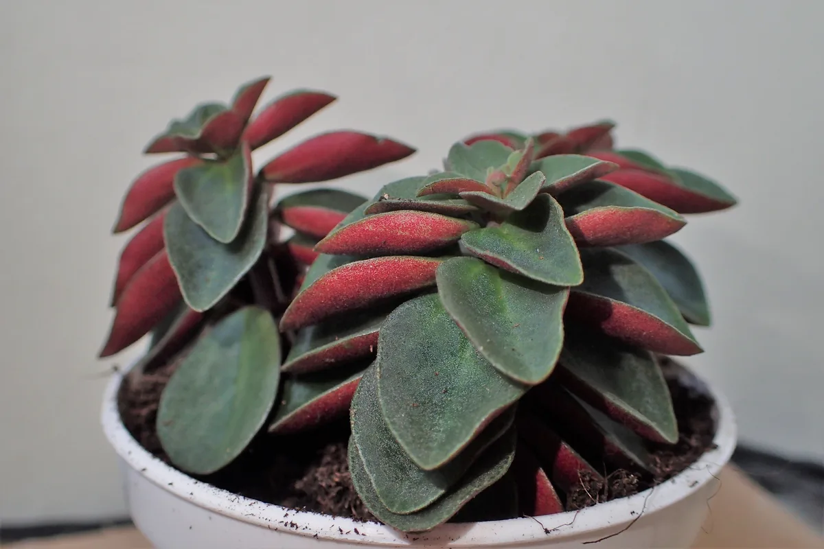 Red Log Peperomia (Peperomia verticillata)