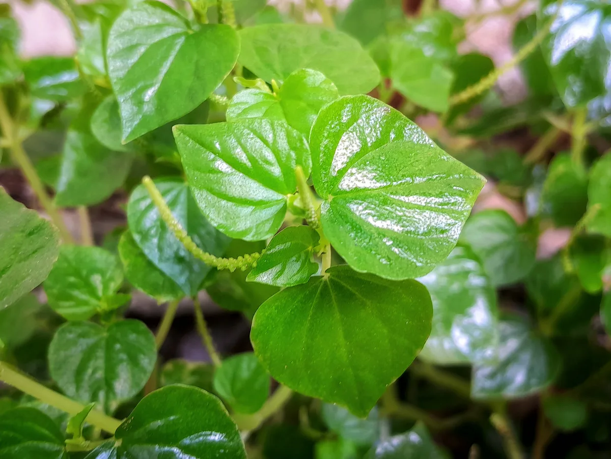 Creeping Buttons (Peperomia pellucida)