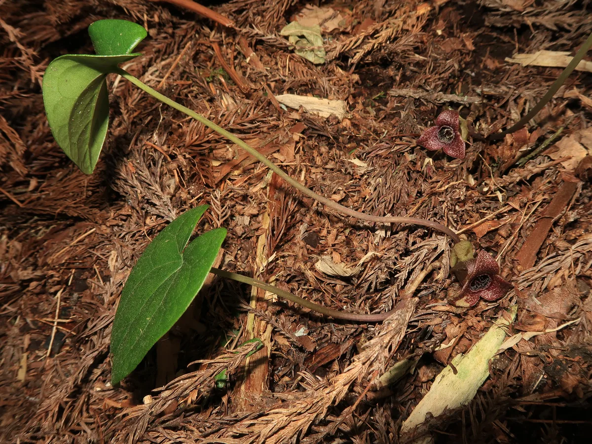 Japanese Wild Ginger (Asarum takaoi)