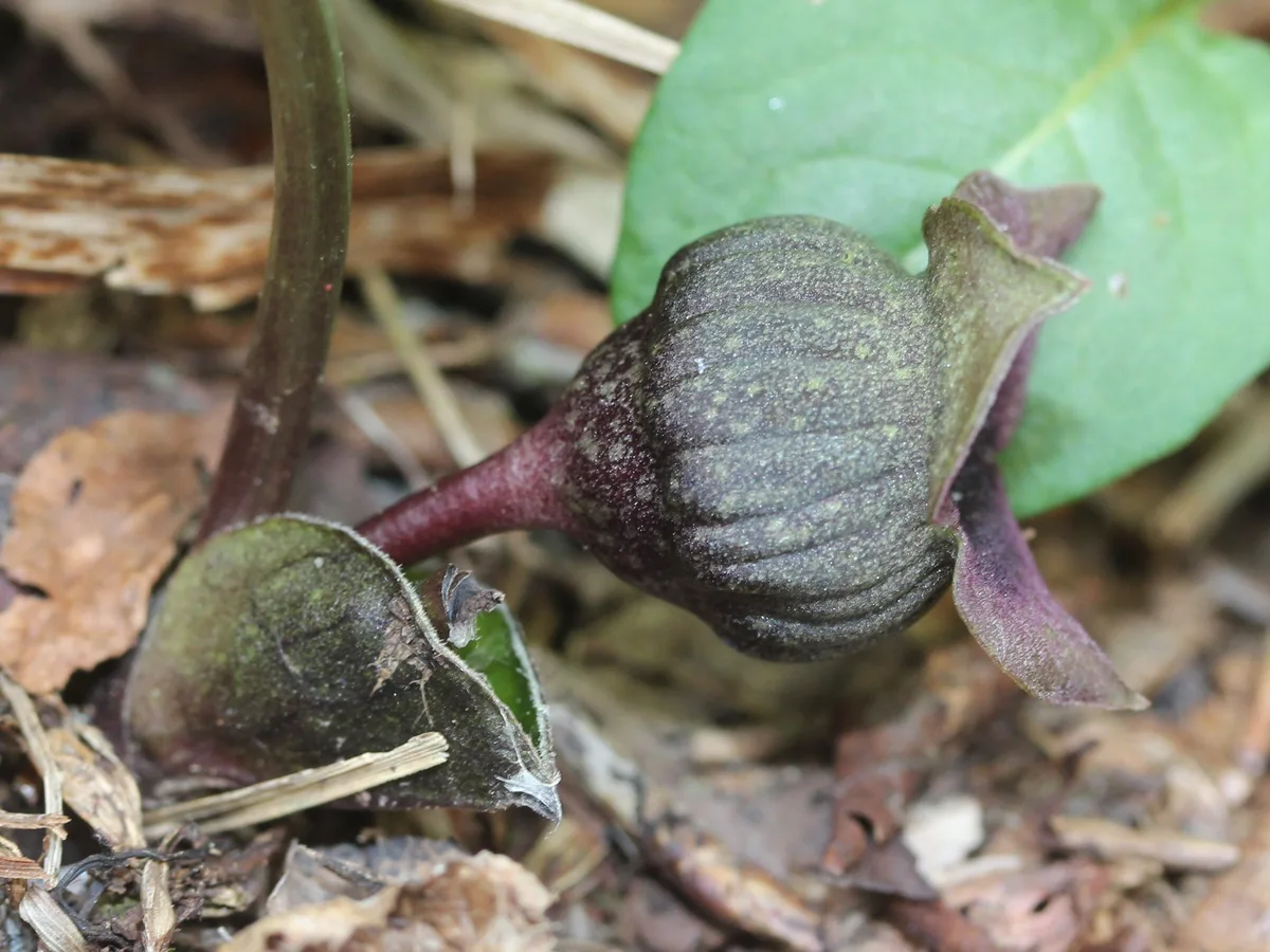 Siebolds Wild Ginger