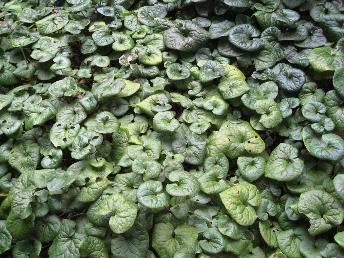 Long Tailed Wild Ginger (Asarum caudatum)
