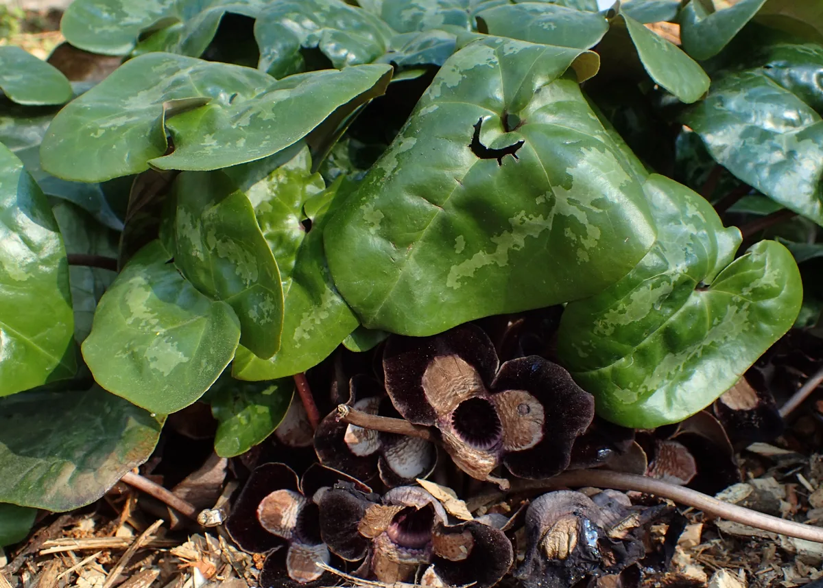 Marbled Wild Ginger (Asarum maximum)