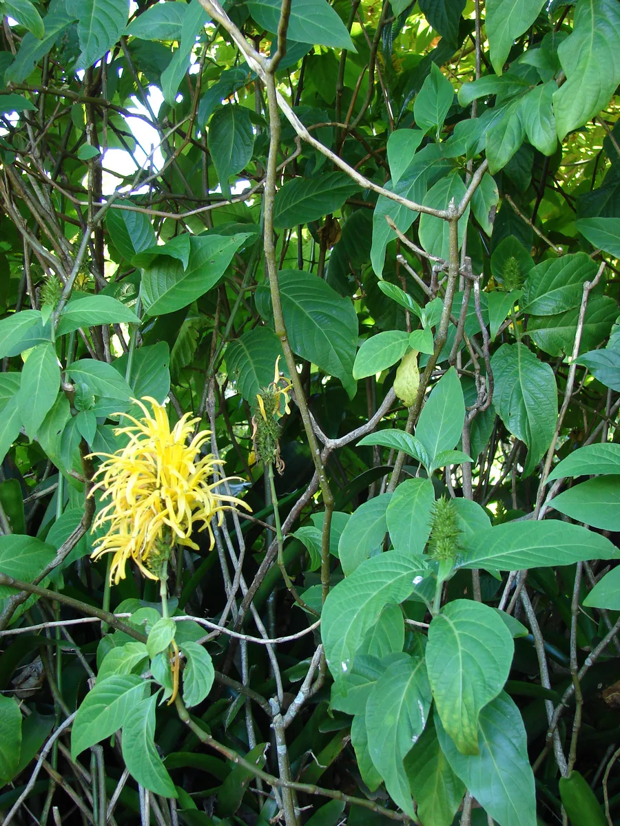 Yellow Justicia