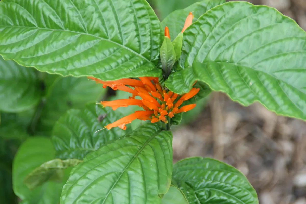 Orange Justicia