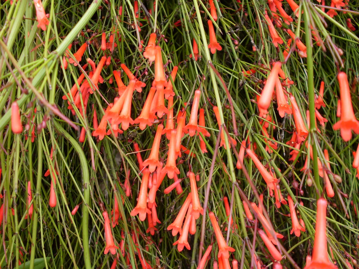 Firecracker Plant (Odontonema strictum)