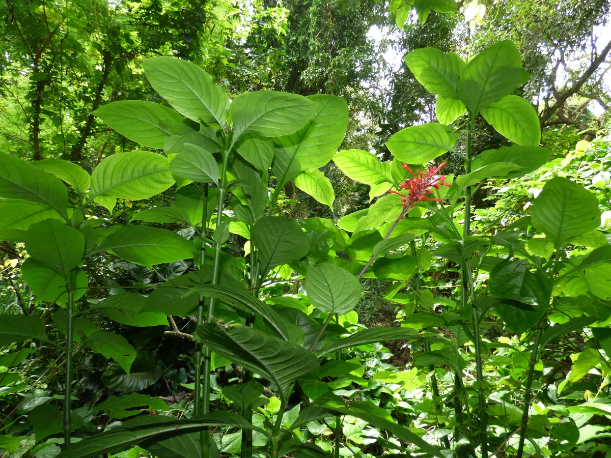 Purple Firespike (Odontonema cuspidatum)