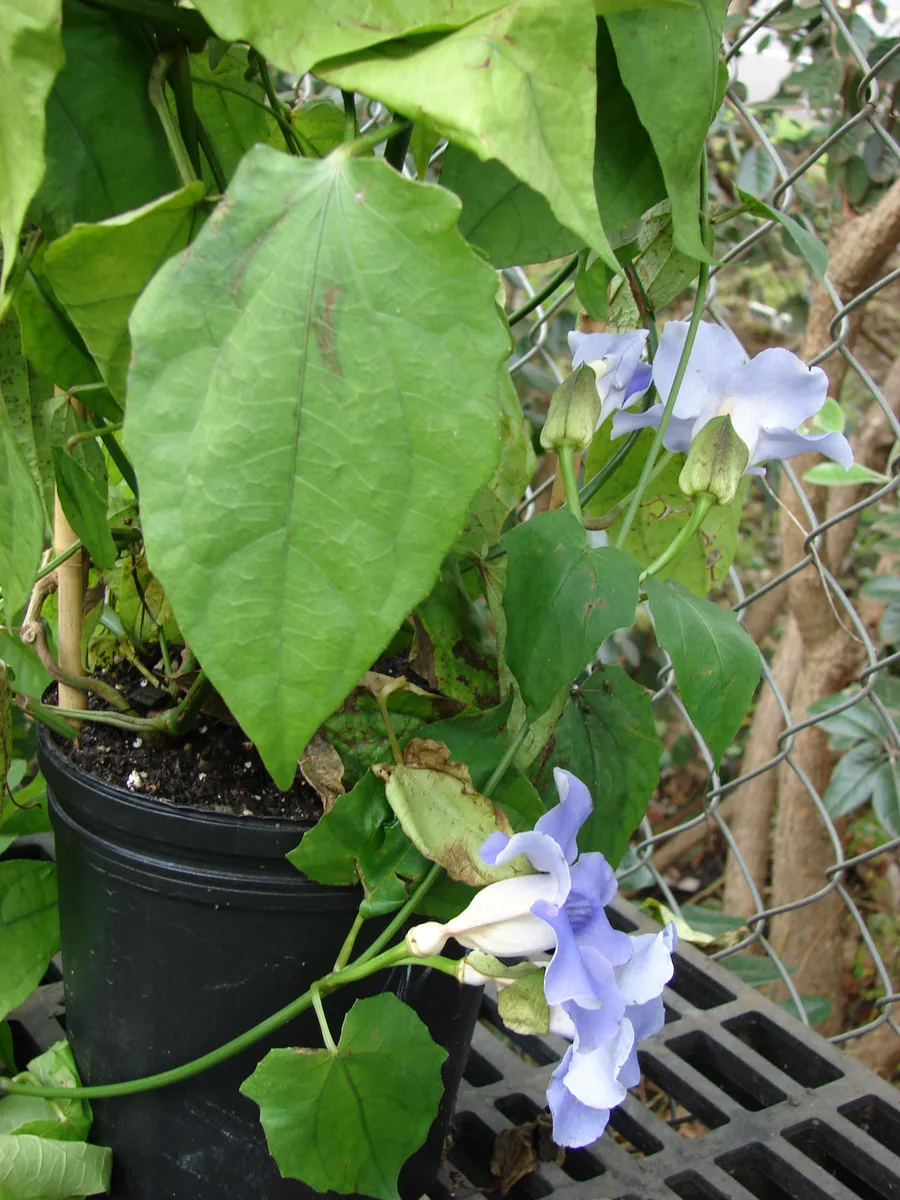 Laurel Clock Vine (Thunbergia laurifolia)