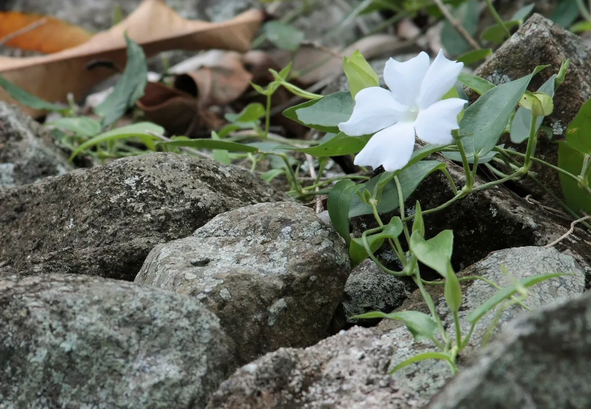 Fragrant Thunbergia (Thunbergia fragrans)