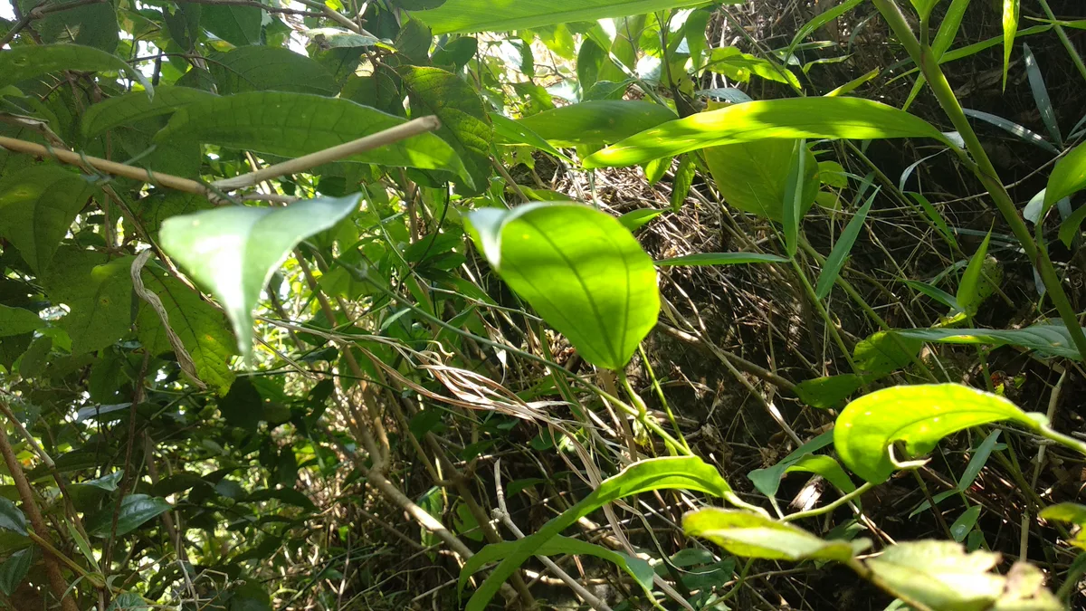 Mysore Clock Vine (Thunbergia mysorensis)