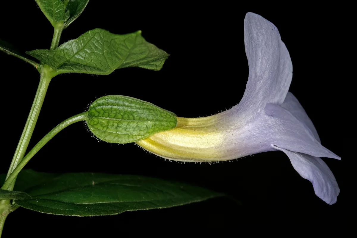 Natal Clock Vine (Thunbergia natalensis)