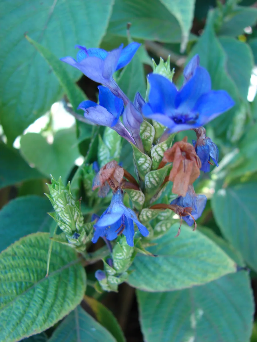 Blue Sage Bush (Eranthemum pulchellum)
