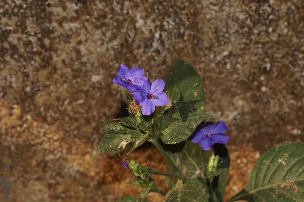 Rose Eranthemum