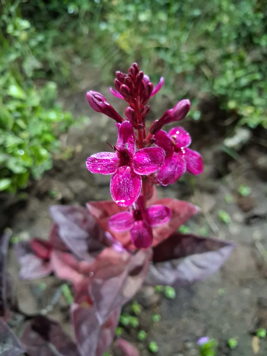Black Varnish Plant (Pseuderanthemum carruthersii)