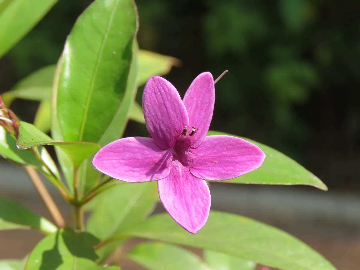 Blue Pseuderanthemum