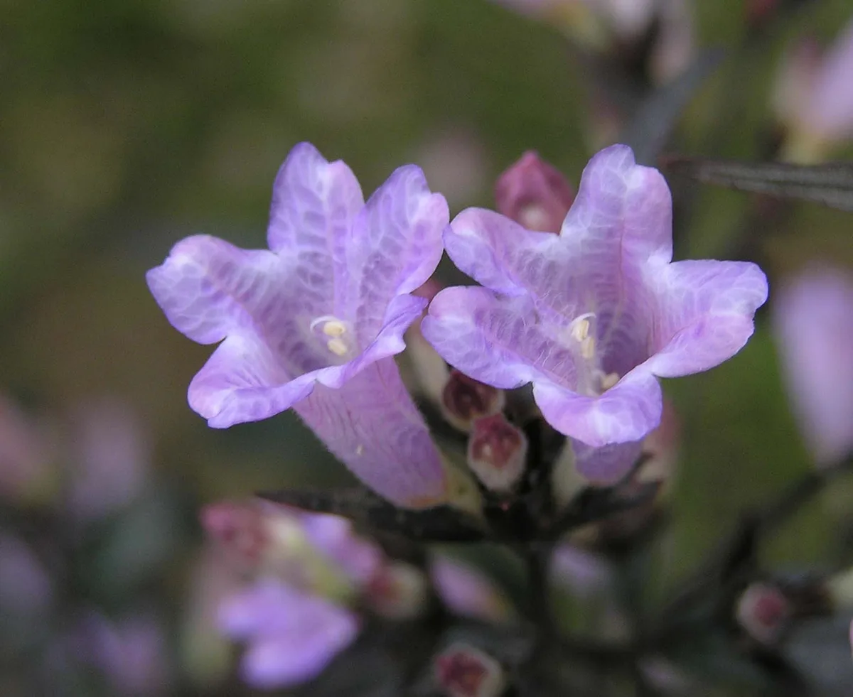 Goldfussia