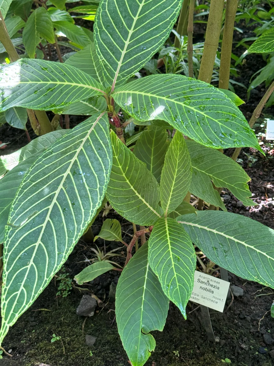 Yellow Vein Sanchezia (Sanchezia nobilis)