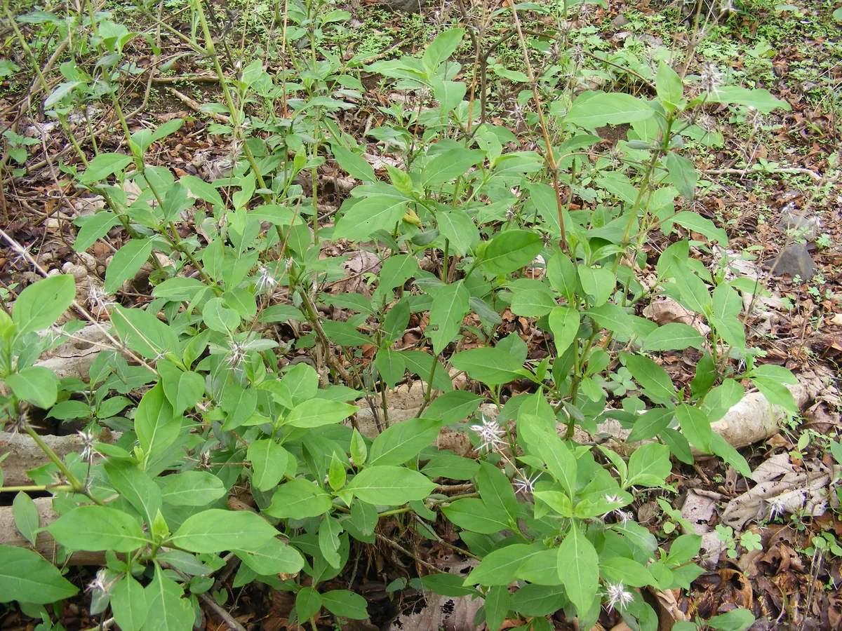 Golden Barleria (Barleria prionitis)