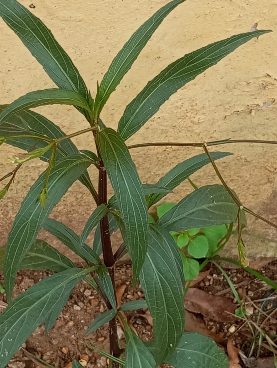 Porcupine Flower (Barleria lupulina)