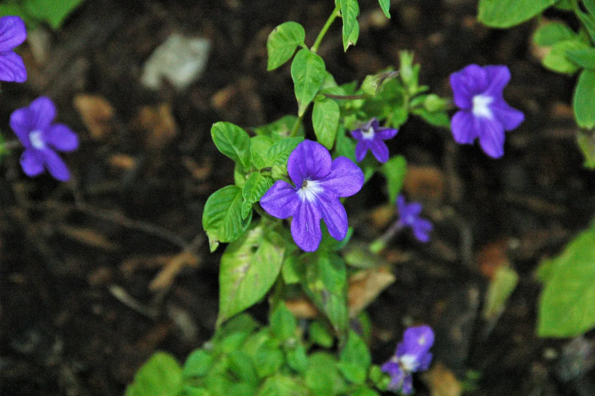 Bush Violet (Barleria obtusa)