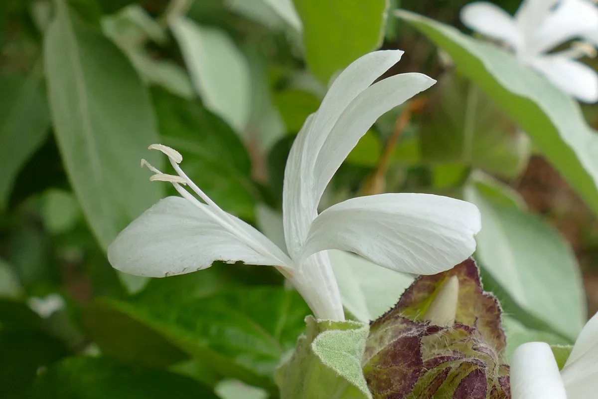 Bush Clock Flower (Barleria albostellata)