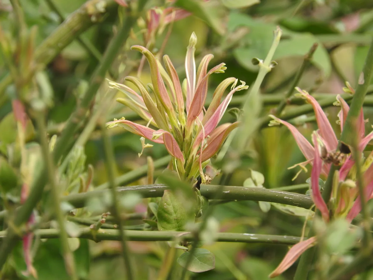 Cape Honeysuckle Acanthus (Anisotes formosissimus)