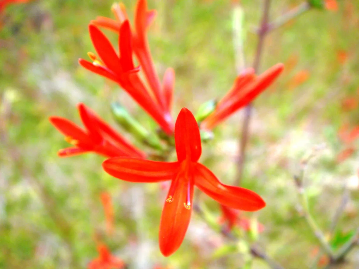 Desert Honeysuckle