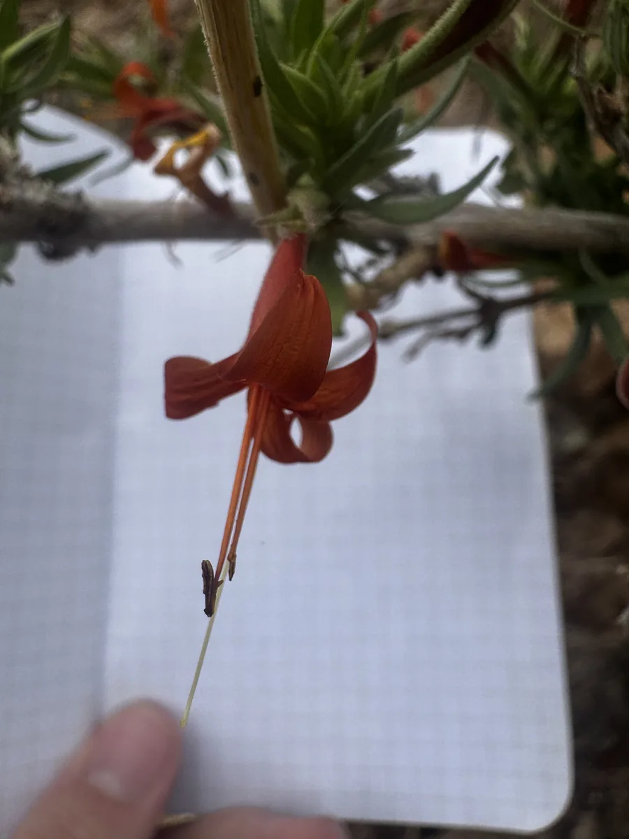 Arizona Water Willow (Anisacanthus thurberi)