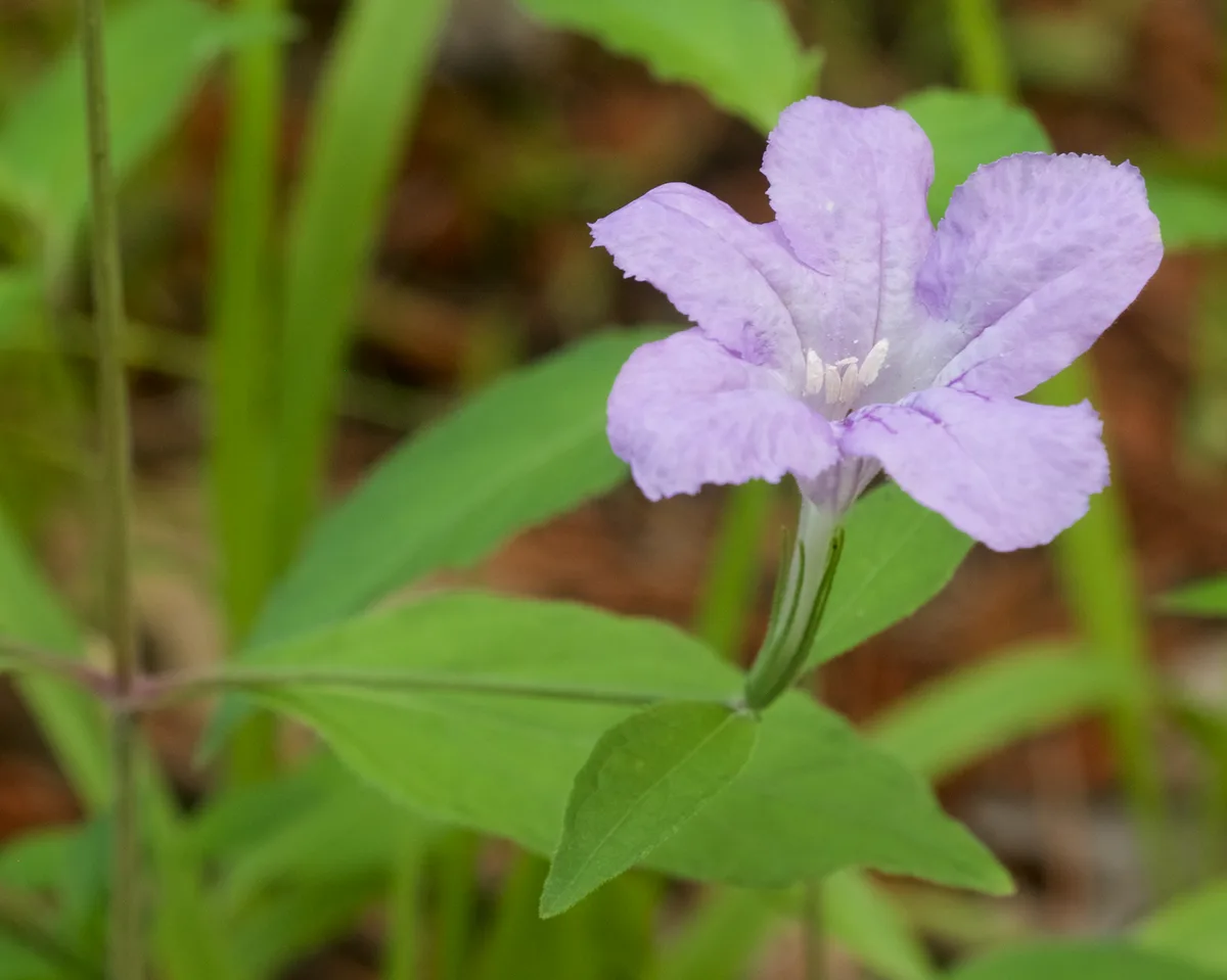 Hairy Wild Petunia (Ruellia pedunculata)