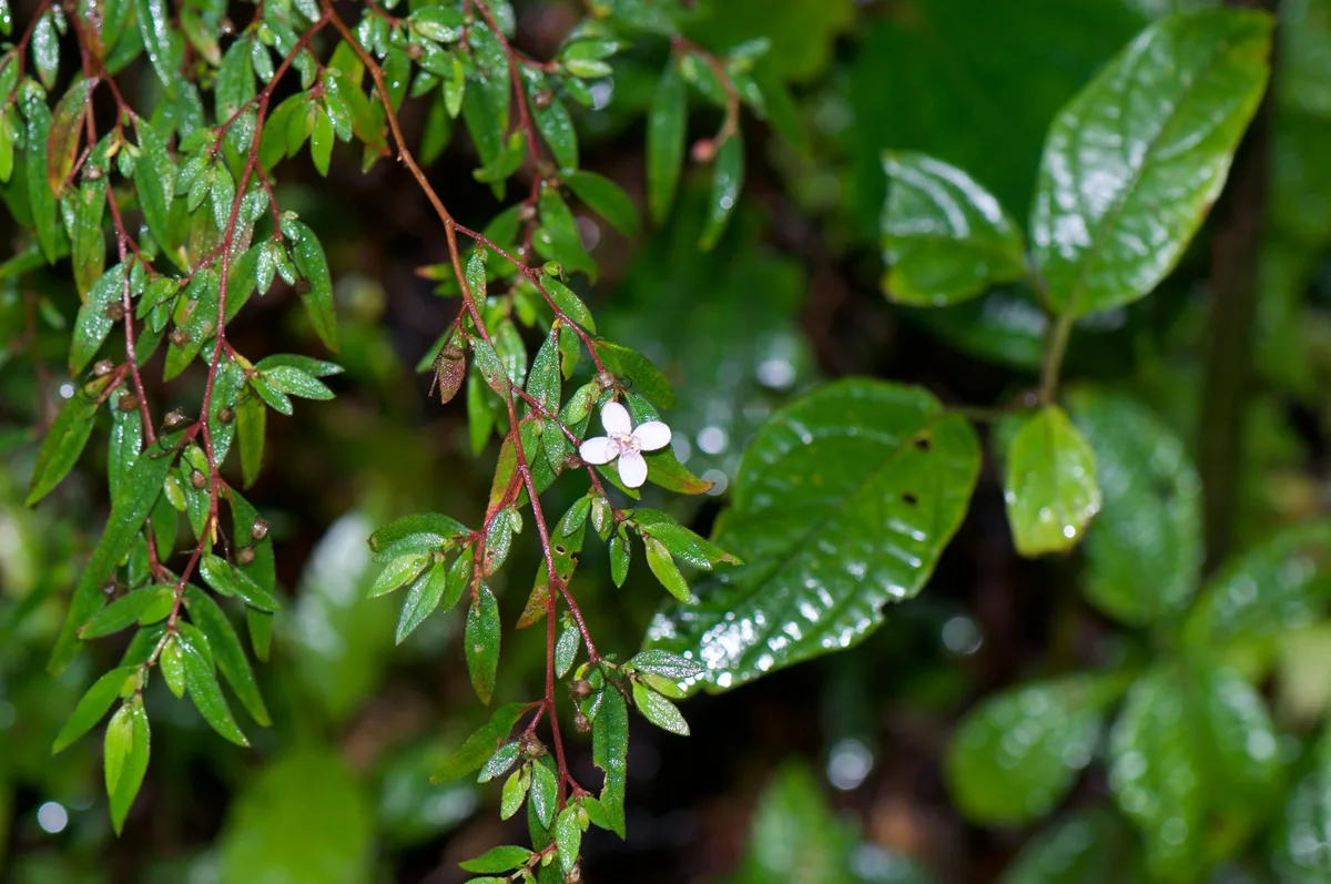 Cascade Plant (Centradenia inaequilateralis)