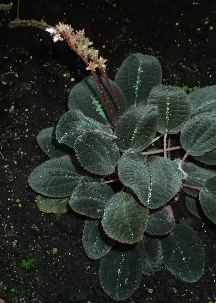 Jewel Leaf Bertolonia (Bertolonia marmorata)