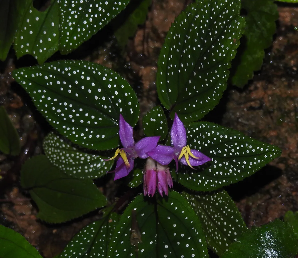 Purple Sonerila (Sonerila maculata)
