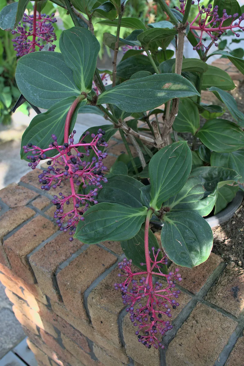 Showy Medinilla (Medinilla speciosa)