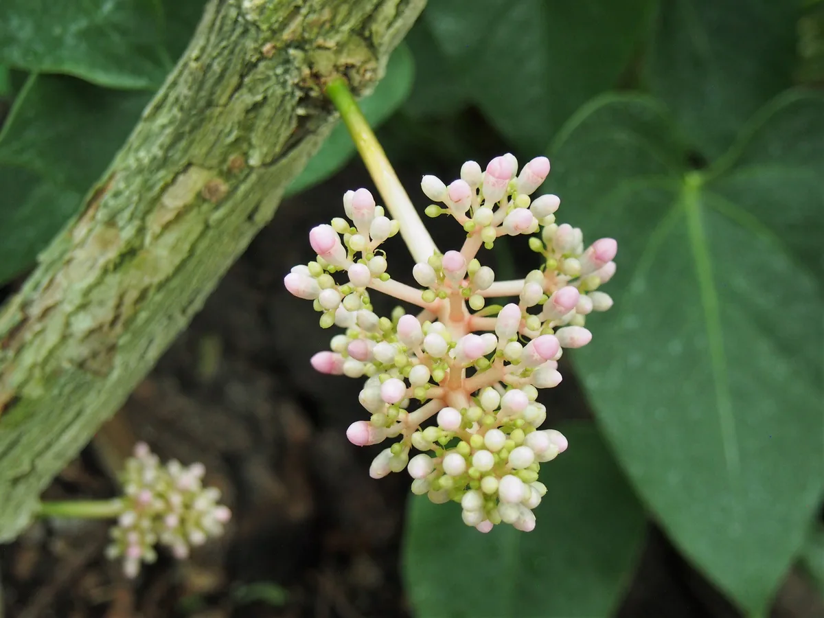 Malaysian Orchid Shrub (Medinilla myriantha)