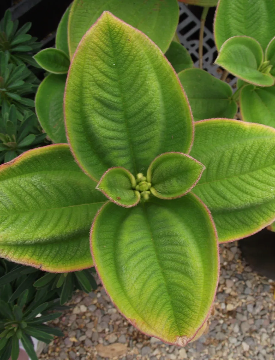 Dwarf Glory Bush