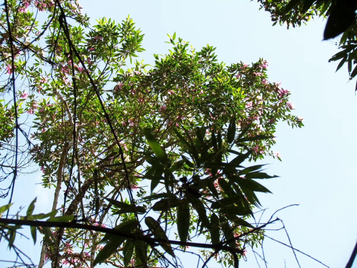 Silver Leaf Tibouchina (Tibouchina mutabilis)