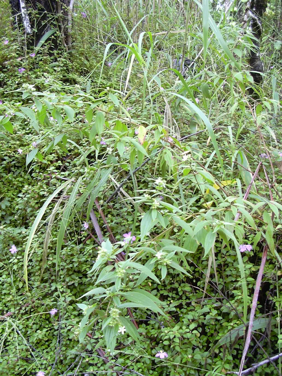 Brazilian Spider Flower