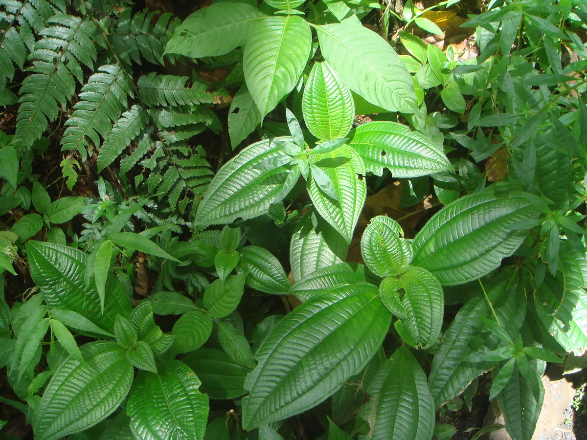 Glossy Miconia