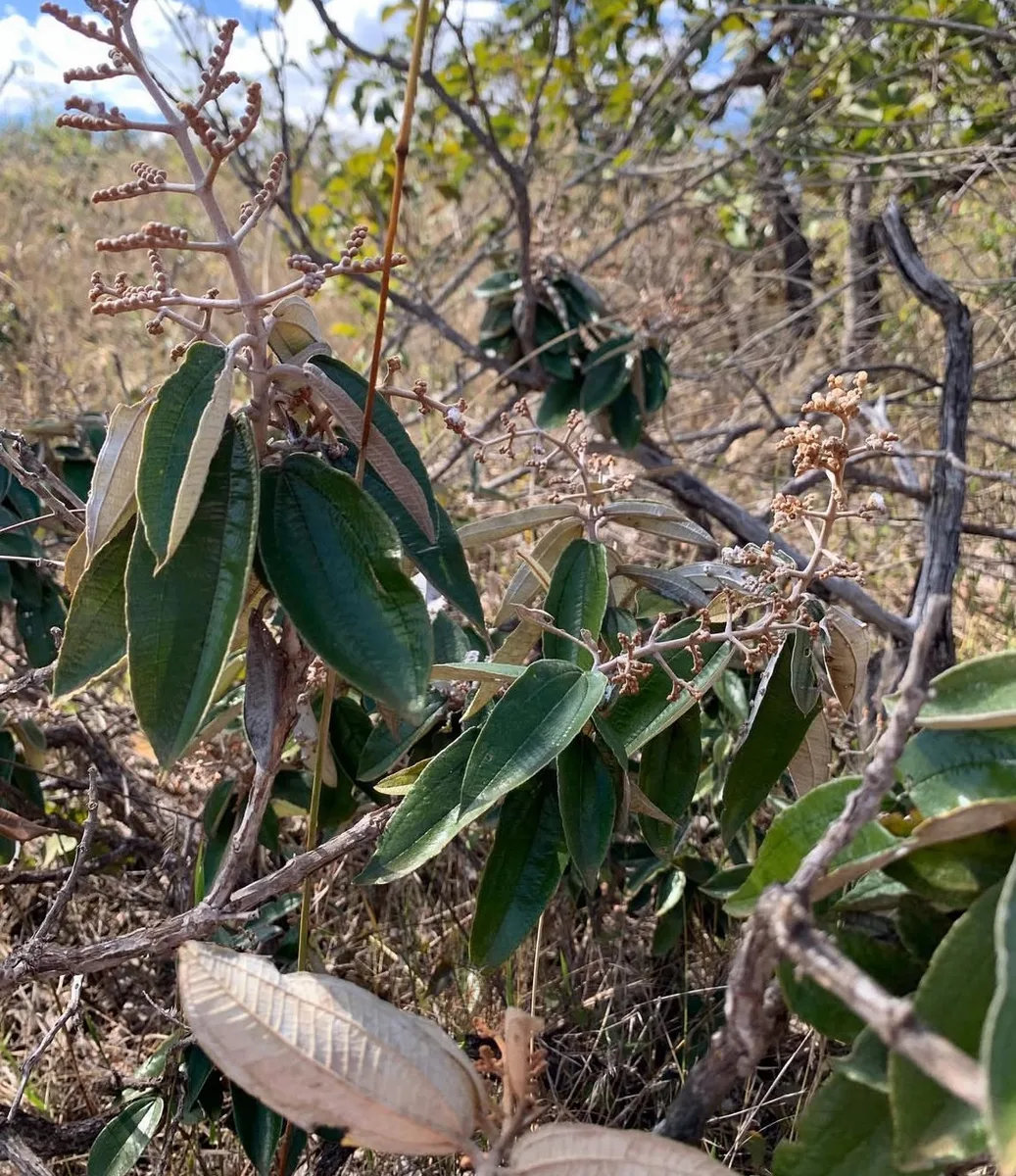 Five Nerved Miconia (Miconia albicans)