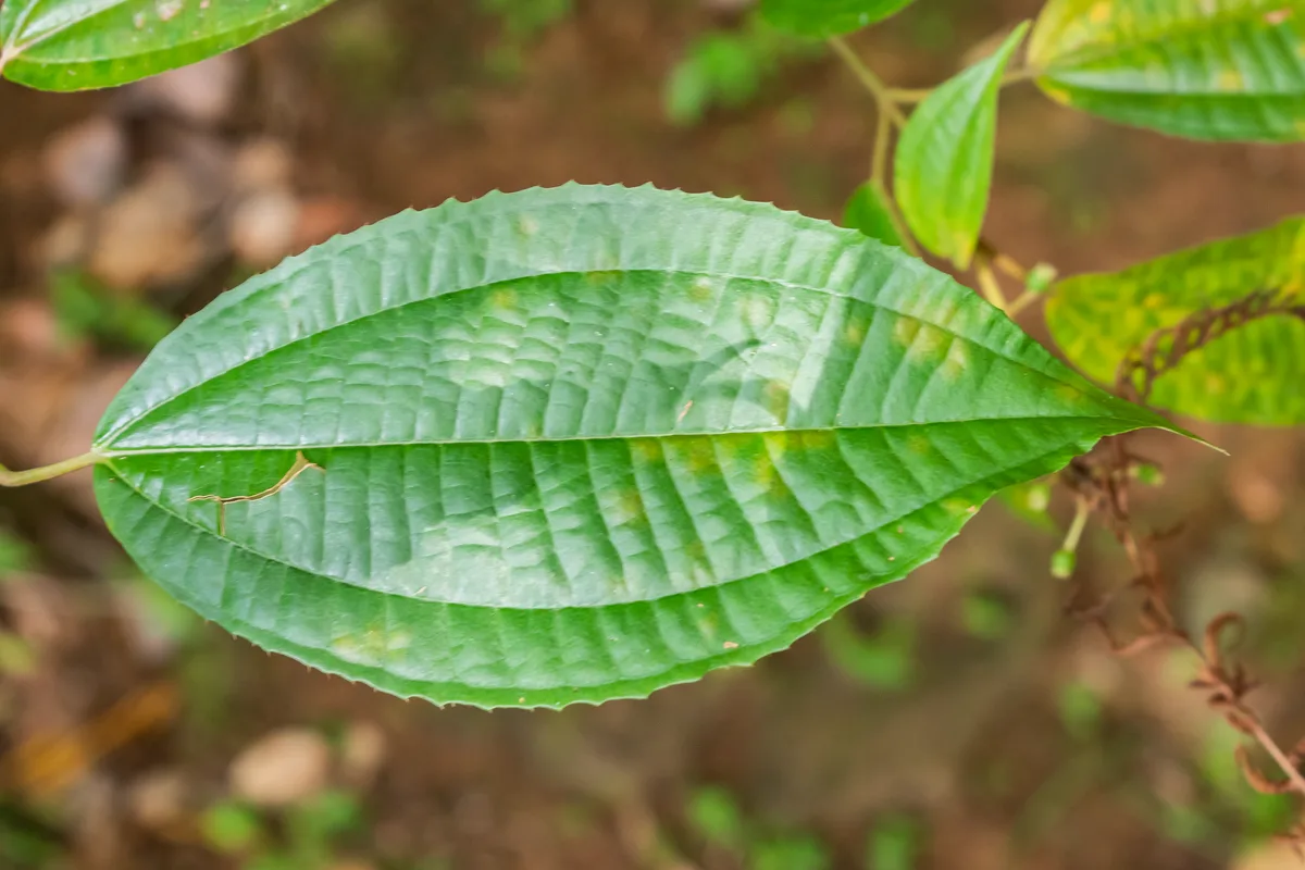 Jamaican Miconia