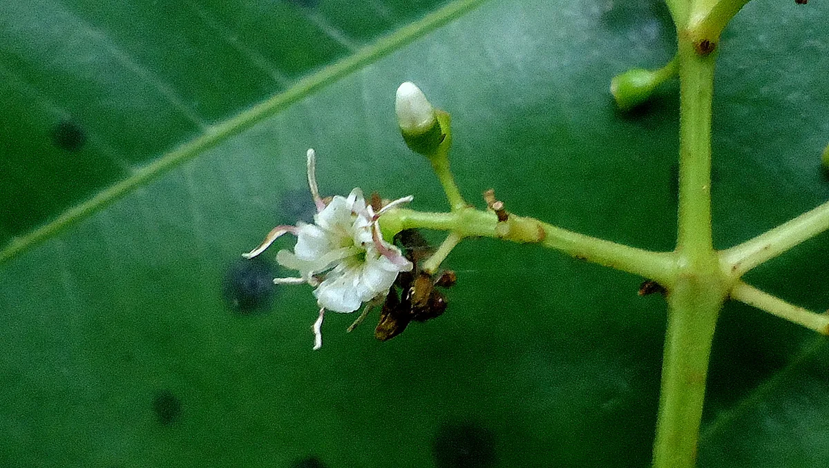 Brazilian Miconia (Miconia cinnamomifolia)